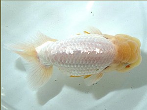 浜松愛魚会　取締二　田島　貢