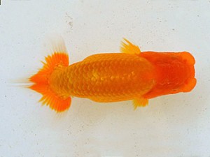 広島らんちゅう会　東大関　田中茂規