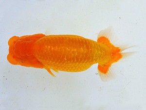 広島らんちゅう会　西大関　田中茂規