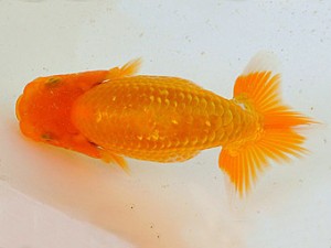 広島らんちゅう会　取締一　小早川健太郎