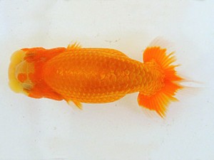 広島らんちゅう会　取締二　向井彰基
