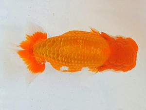 広島らんちゅう会　東大関　村上暢彦