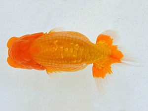 広島らんちゅう会　立行司　垣内田 睦