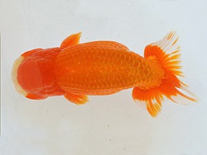 広島らんちゅう会　取締一　梁原隆夫