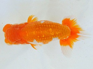 広島らんちゅう会　取締二　上野　博