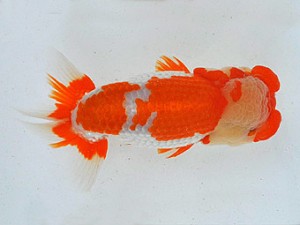 広島らんちゅう会　西大関　河野辰巳