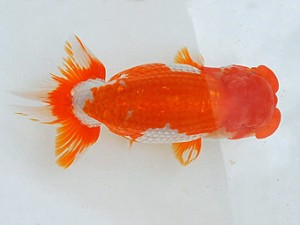 広島らんちゅう会　立行司　網岡正文