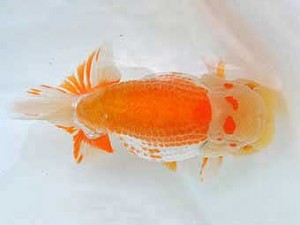 広島らんちゅう会　取締一　賀谷和大