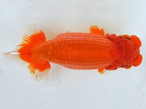 広島らんちゅう会　取締二　垣内田睦