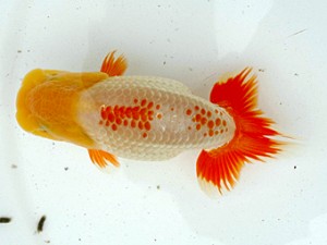 稲沢錦鱗会　当歳魚研究会　東大関　伊藤高宏　名古屋市