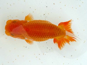 稲沢錦鱗会　当歳魚研究会　西大関　伊藤勝敏　津島市