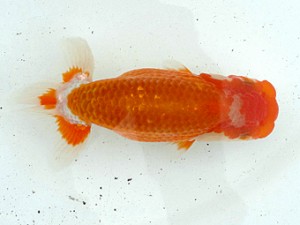 稲沢錦鱗会　当歳魚研究会　立行司　桑原元一　羽島市