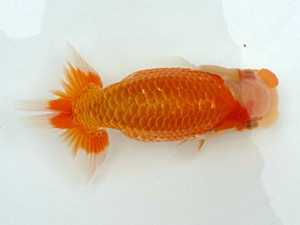 稲沢錦鱗会　当歳魚研究会　西取締　山田重夫　愛西市