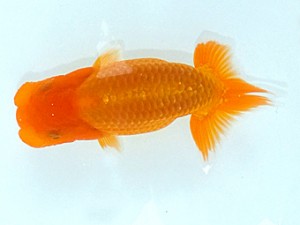 観魚会　第2回研究会　東大関　齋藤一成