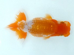 観魚会　第2回研究会　西大関　篠　孝利