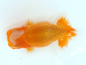 観魚会　第2回研究会　立行司　高地成弥