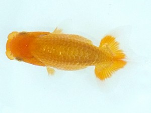 観魚会　第2回研究会　取締一　芳賀孝泰