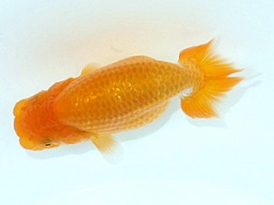 観魚会　第2回研究会　取締二　男鹿伸一