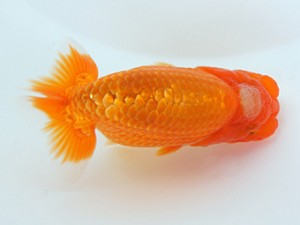 錦蘭会　初秋品評大会　西大関　西賀一郎