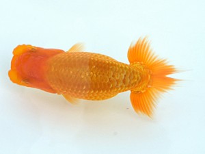 錦蘭会　初秋品評大会　立行司　西口武志