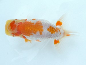 錦蘭会　初秋品評大会　西取締　朝岡昌和