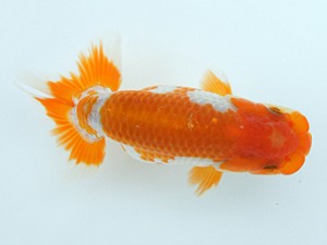 錦蘭会　初秋品評大会　東大関　村岡祥行