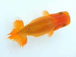 錦蘭会　初秋品評大会　西大関　村岡満幸