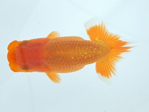 錦蘭会　初秋品評大会　立行司　村岡祥行　川西