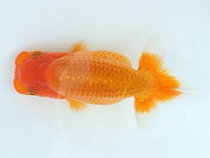 錦蘭会　初秋品評大会　西取締　小西正巳