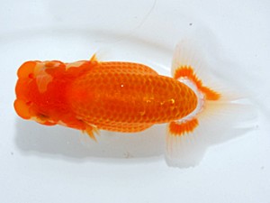 錦友会 東大関　出口博也