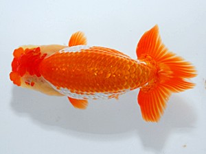 錦友会 勧進元一　影山　繁