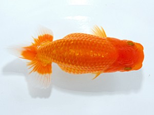 錦友会 勧進元二　清田良也