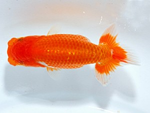 錦友会 行司一　広田耕士