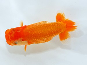 錦友会 行司二　小澤忠幸