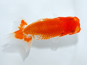 錦友会 行司三　小野　五