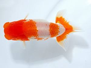 錦友会 脇行司一　田中康浩