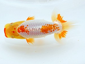 錦友会 脇行司二　安藤　寛