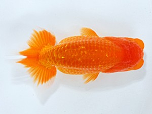 錦友会 西大関　松下哲也