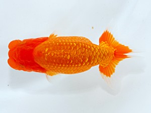 錦友会 立行司　松本芳夫