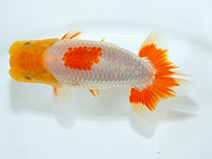 錦友会 取締一　鈴木和男