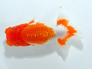 錦友会 取締二　清田良也