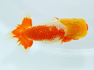 錦友会 東関脇　河内広明