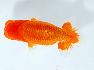 錦友会 東小結　小野　五