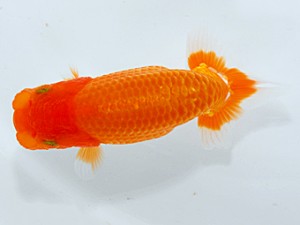 錦友会 西小結　村上誠明