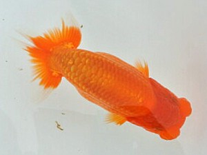 喜樂らんちゅう会　第3回研究会　2位　木村文夫