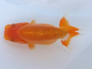 紀州らんちゅう同好会　研究会　東大関　中村朋孝　御坊市