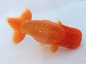 紀州らんちゅう同好会　研究会　西大関　中村朋孝　御坊市