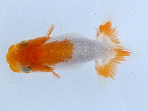 紀州らんちゅう同好会　研究会　立行司　伊藤小雪　那智勝浦町