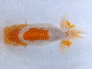 紀州らんちゅう同好会　研究会　取締二　濱田英明　那智勝浦町