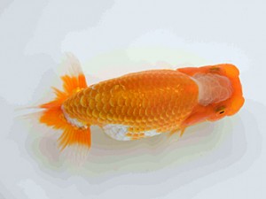 好鱗会　第2回研究会　1位　丸山克昌